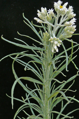 APII jpeg image of Rhodanthe polyphylla  © contact APII