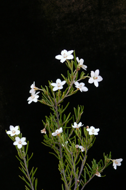 APII jpeg image of Ricinocarpos bowmanii  © contact APII