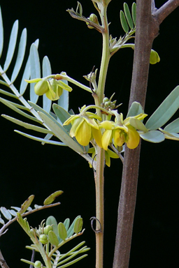 APII jpeg image of Senna coronilloides  © contact APII