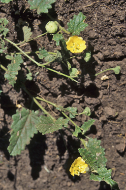 APII jpeg image of Sida cunninghamii  © contact APII