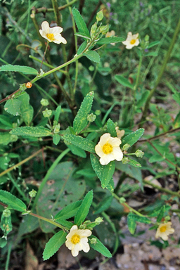 APII jpeg image of Sida rohlenae  © contact APII