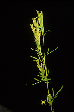 APII jpeg image of Tagetes minuta  © contact APII