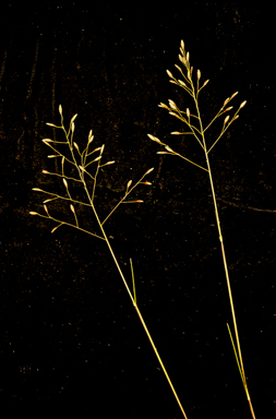 APII jpeg image of Triodia pungens  © contact APII