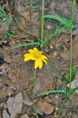 APII jpeg image of Apowollastonia spilanthoides  © contact APII