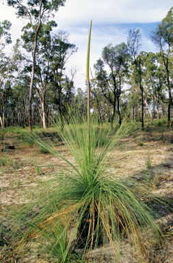 APII jpeg image of Xanthorrhoea johnsonii  © contact APII