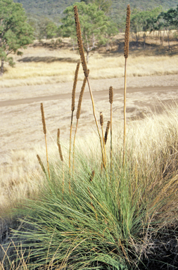 APII jpeg image of Xanthorrhoea latifolia  © contact APII