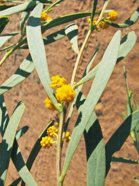 APII jpeg image of Acacia ligulata  © contact APII