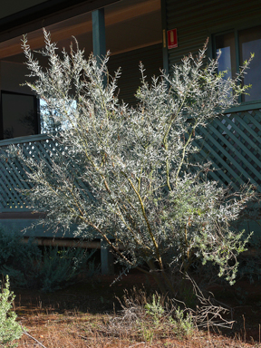 APII jpeg image of Acacia victoriae  © contact APII