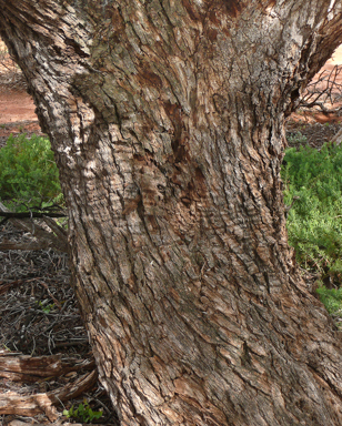 APII jpeg image of Alectryon oleifolius subsp. canescens  © contact APII