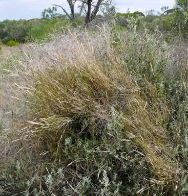 APII jpeg image of Austrostipa elegantissima  © contact APII