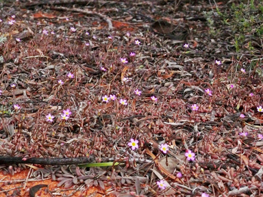 APII jpeg image of Calandrinia eremaea  © contact APII