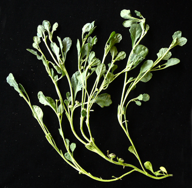 APII jpeg image of Sphaeromorphaea australis  © contact APII