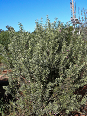 APII jpeg image of Eremophila latrobei subsp. latrobei  © contact APII