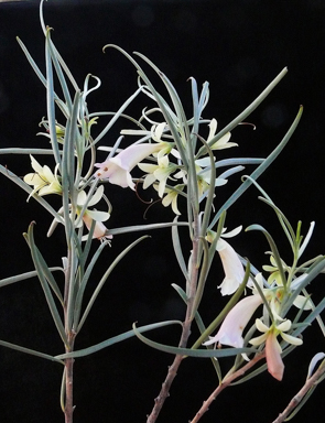 APII jpeg image of Eremophila oppositifolia subsp. oppositifolia  © contact APII