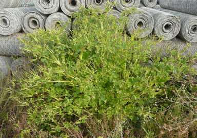 APII jpeg image of Erodium crinitum  © contact APII