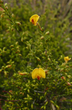 APII jpeg image of Eutaxia microphylla  © contact APII