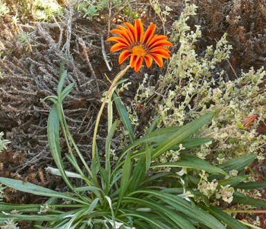 APII jpeg image of Gazania linearis  © contact APII