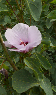 APII jpeg image of Gossypium sturtianum var. sturtianum  © contact APII