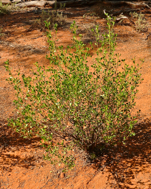 APII jpeg image of Olearia muelleri  © contact APII