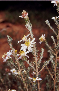 APII jpeg image of Olearia pimeleoides  © contact APII
