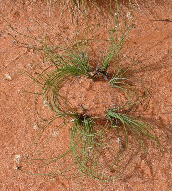 APII jpeg image of Schoenus subaphyllus  © contact APII