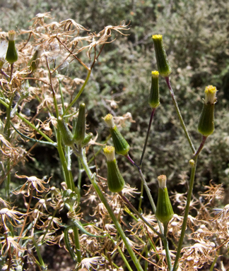 APII jpeg image of Senecio quadridentatus  © contact APII