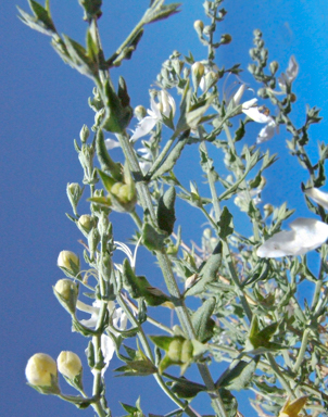 APII jpeg image of Teucrium racemosum  © contact APII