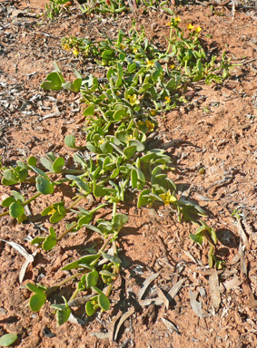 APII jpeg image of Roepera glauca  © contact APII