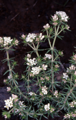 APII jpeg image of Asperula scoparia  © contact APII