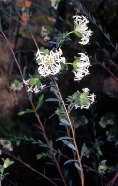 APII jpeg image of Pimelea linifolia subsp. linifolia  © contact APII