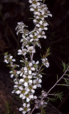 APII jpeg image of Leptospermum continentale  © contact APII