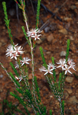 APII jpeg image of Calytrix tetragona  © contact APII