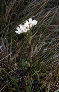 APII jpeg image of Gentianella cunninghamii subsp. cunninghamii  © contact APII