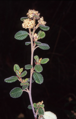 APII jpeg image of Pomaderris eriocephala  © contact APII