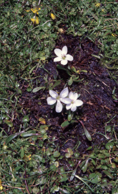 APII jpeg image of Montia australasica  © contact APII