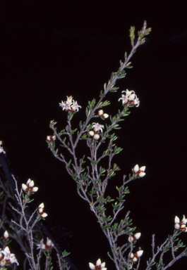 APII jpeg image of Cryptandra speciosa  © contact APII