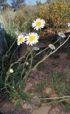 APII jpeg image of Brachyscome diversifolia  © contact APII