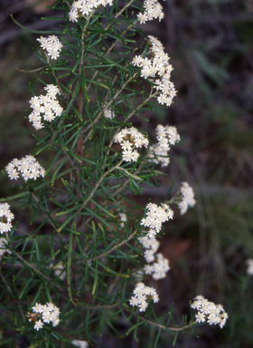 APII jpeg image of Ozothamnus thyrsoideus  © contact APII