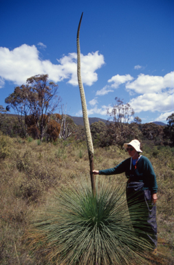 APII jpeg image of Xanthorrhoea australis  © contact APII