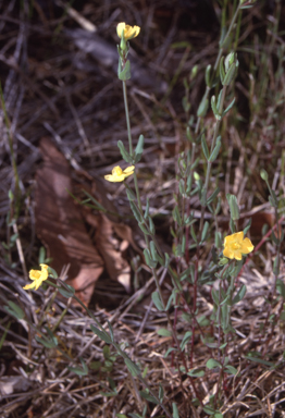 APII jpeg image of Hypericum gramineum  © contact APII