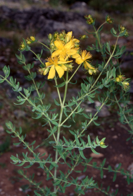 APII jpeg image of Hypericum perforatum  © contact APII