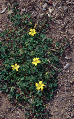 APII jpeg image of Oxalis exilis  © contact APII