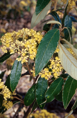 APII jpeg image of Pomaderris intermedia  © contact APII