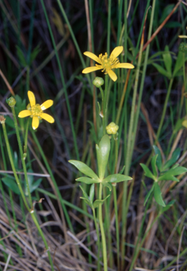 APII jpeg image of Ranunculus papulentus  © contact APII