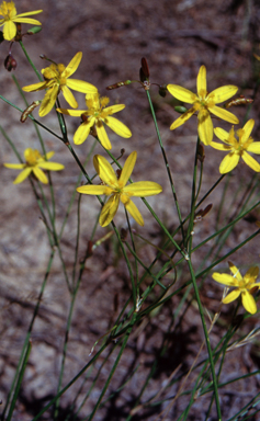 APII jpeg image of Tricoryne elatior  © contact APII