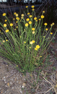 APII jpeg image of Calotis lappulacea  © contact APII