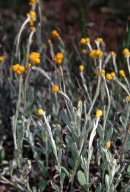 APII jpeg image of Chrysocephalum apiculatum  © contact APII