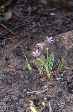 APII jpeg image of Erodium cicutarium  © contact APII
