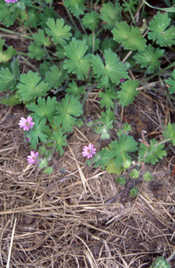 APII jpeg image of Geranium molle  © contact APII
