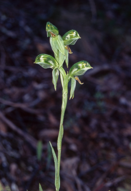 APII jpeg image of Pterostylis umbrina  © contact APII